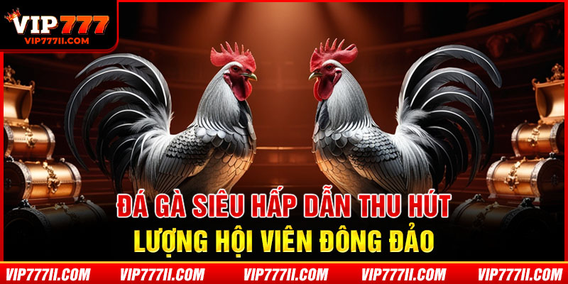 Đá Gà siêu hấp dẫn thu hút lượng hội viên đông đảo